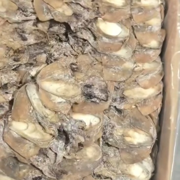 浙江东海码头鲜货