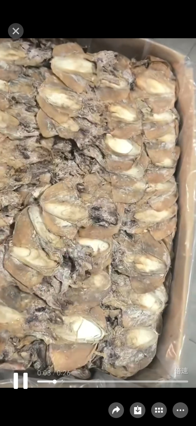 浙江东海码头鲜货