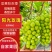 山西运城阳光玫瑰精品