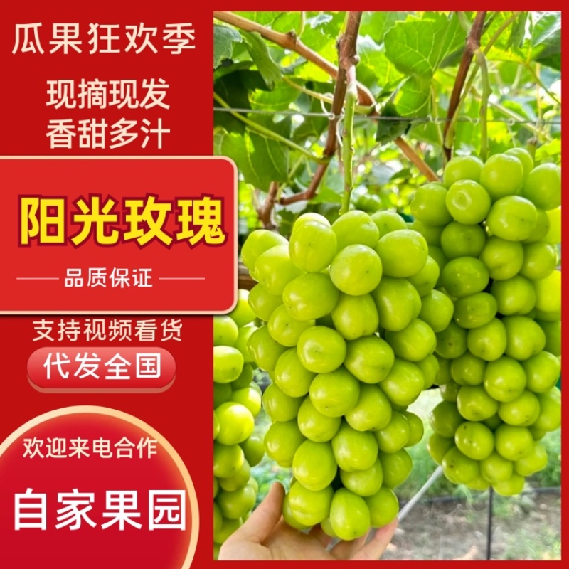 山西运城阳光玫瑰精品