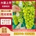 山西运城阳光玫瑰精品