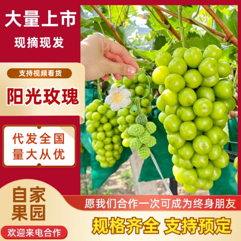 山西运城阳光玫瑰精品