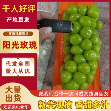 山西运城阳光玫瑰精品