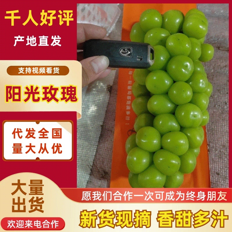 山西运城阳光玫瑰精品