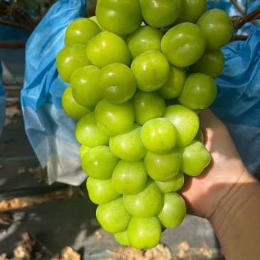 阳光玫瑰