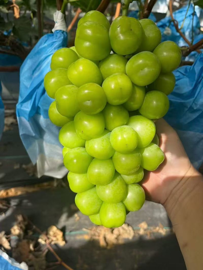 阳光玫瑰