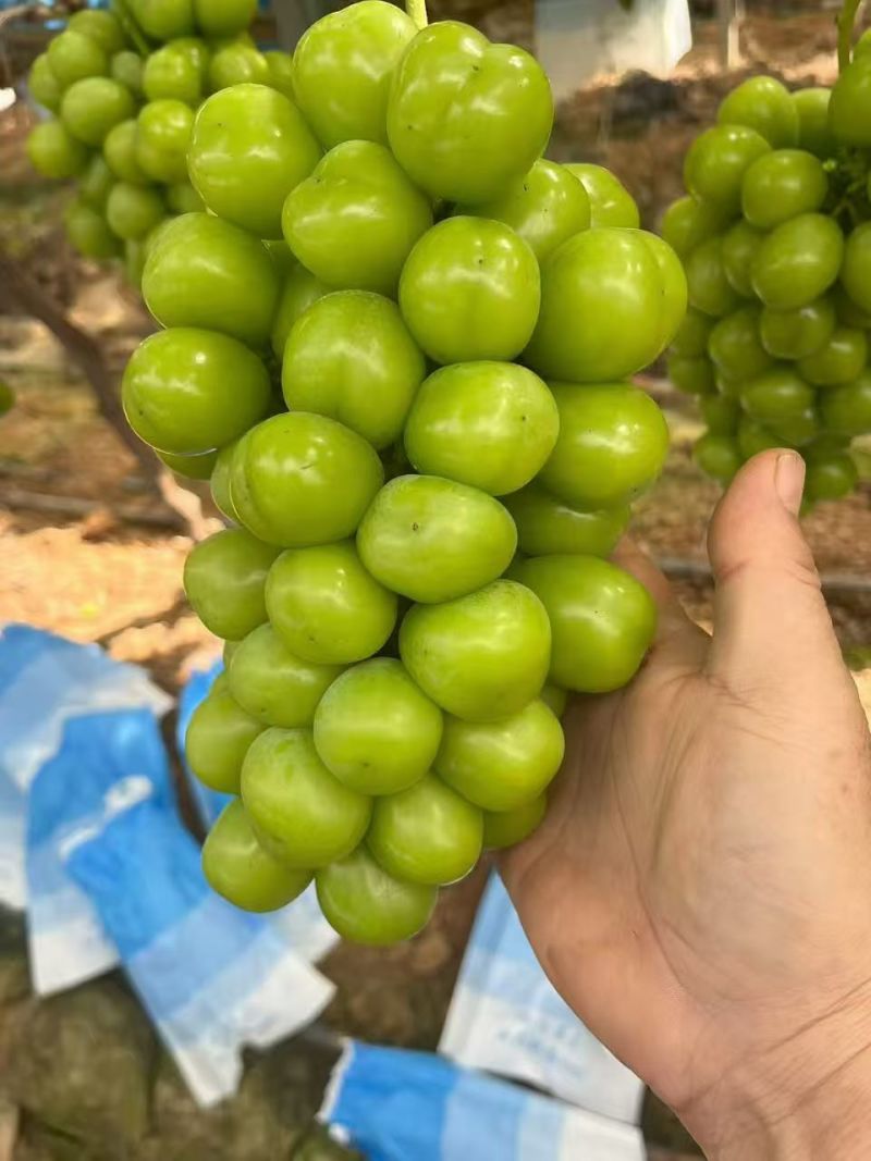 阳光玫瑰