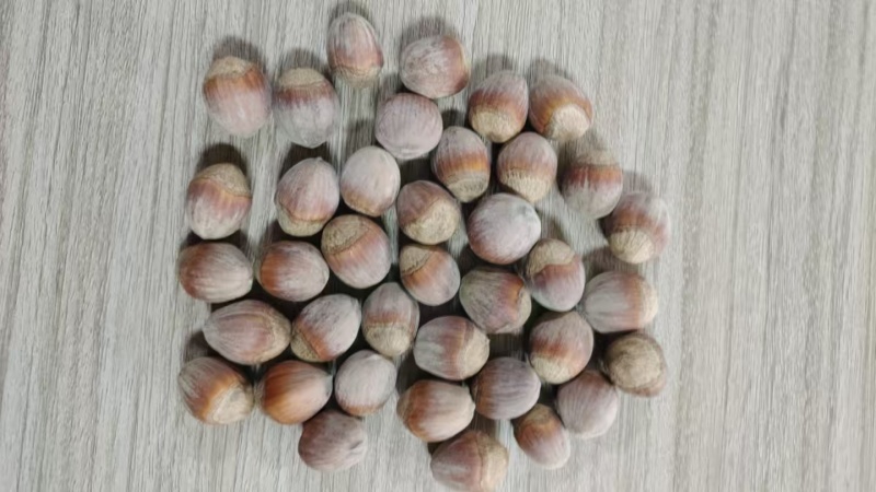 新鲜新疆榛子共八吨，量多优惠，价格可议论。