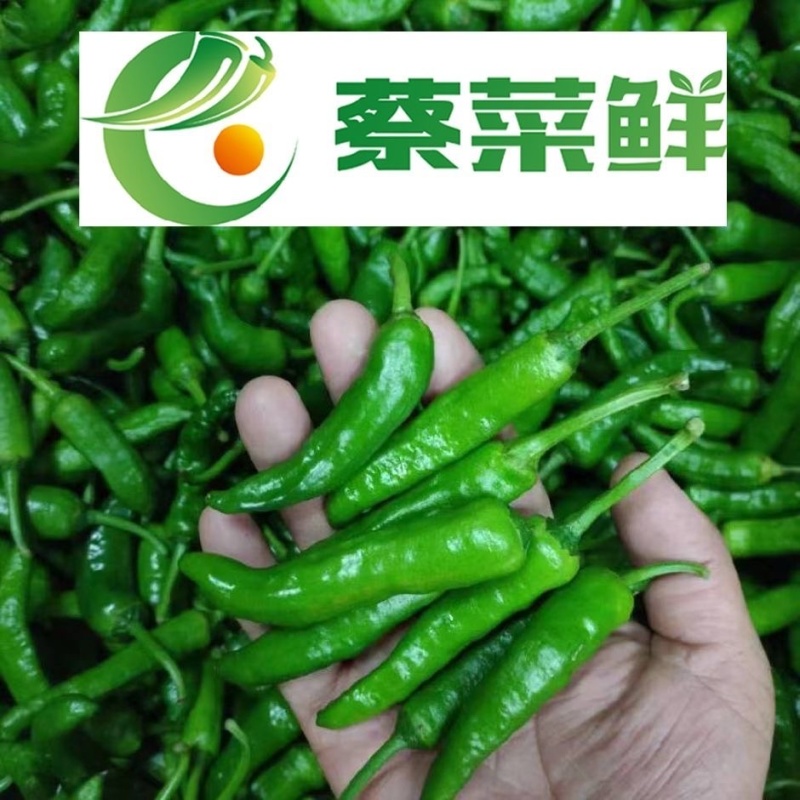 精品龙福椒