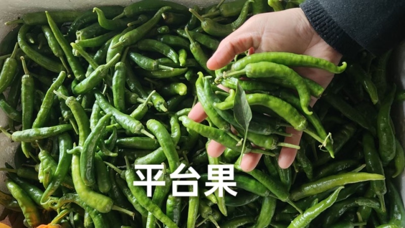精品龙福椒