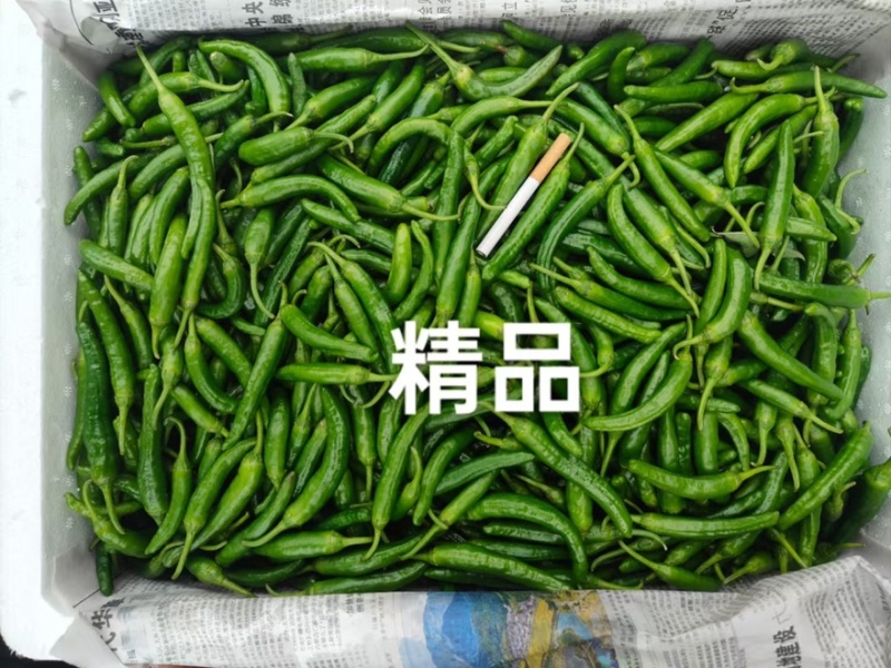精品龙福椒