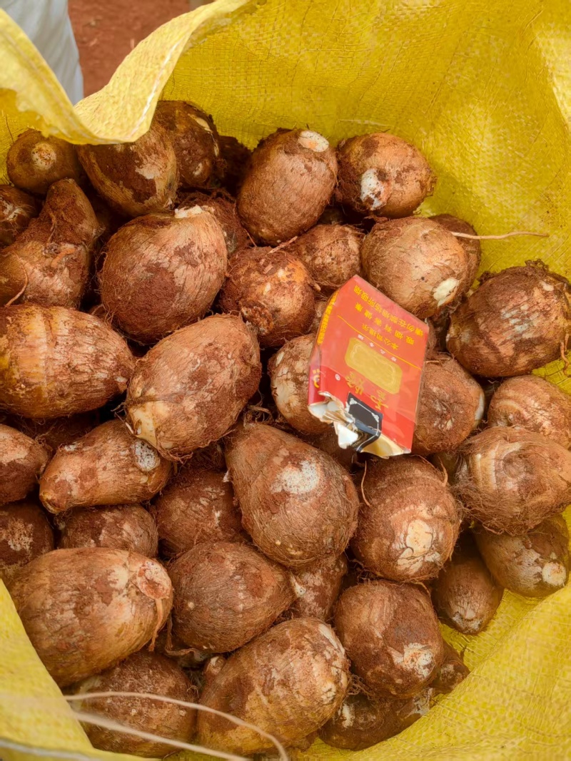云南高品质芋头