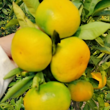 蜜桔