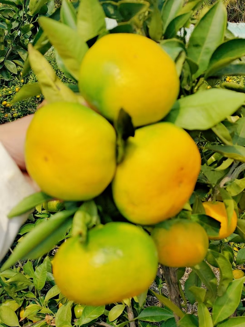 蜜桔