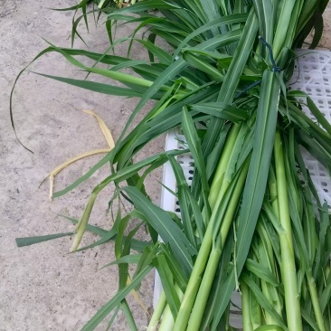 巨菌草鲜草、青贮饲料