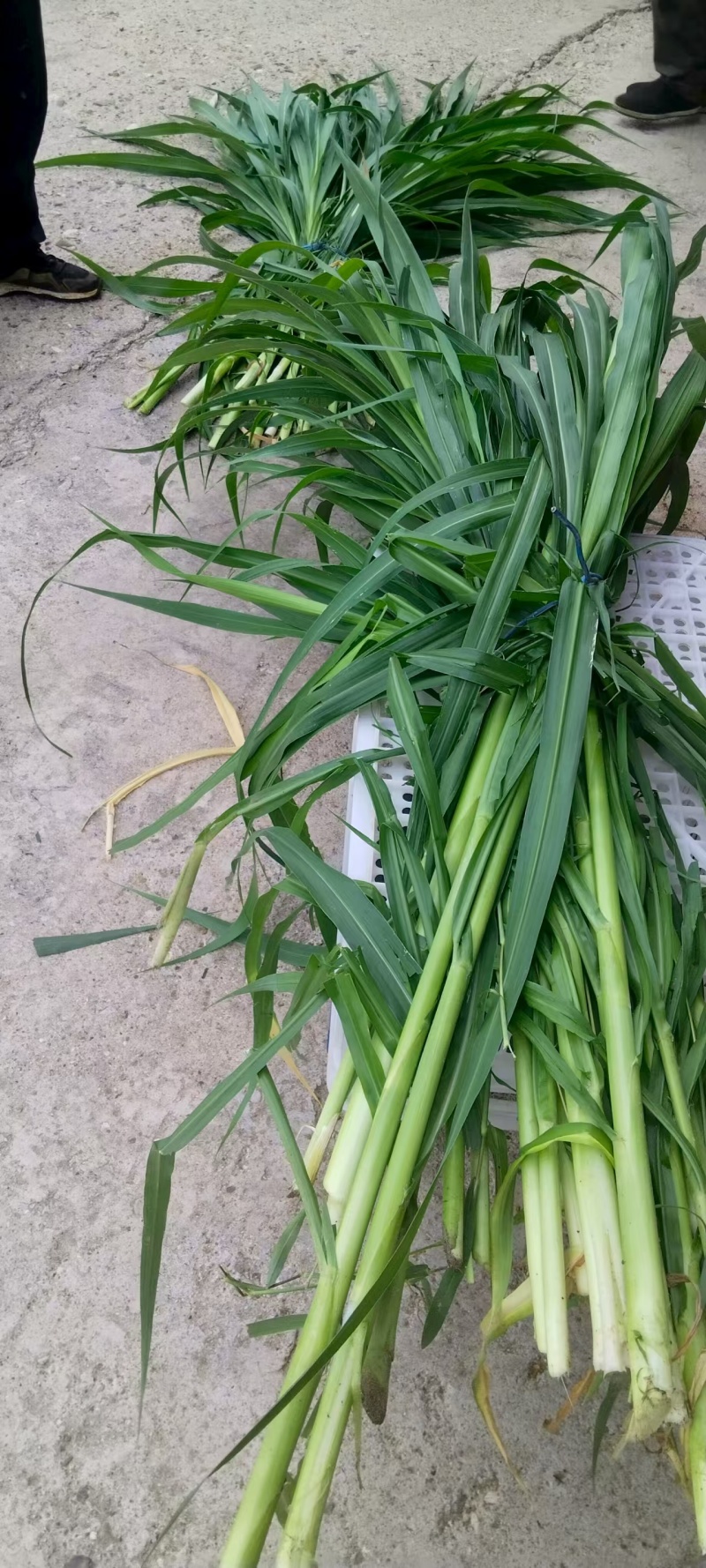 巨菌草鲜草、青贮饲料