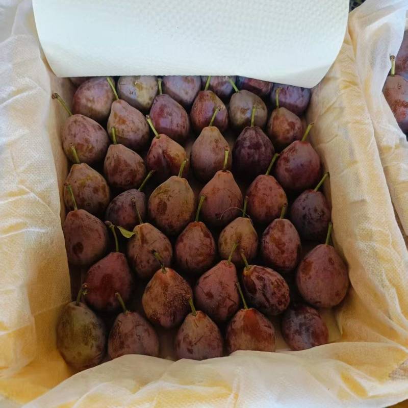 精品西梅大量有货基地直供现摘现发可视频看货量大从优