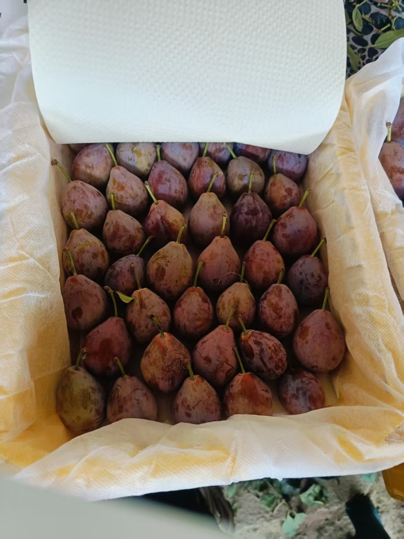 精品西梅大量有货基地直供现摘现发可视频看货量大从优