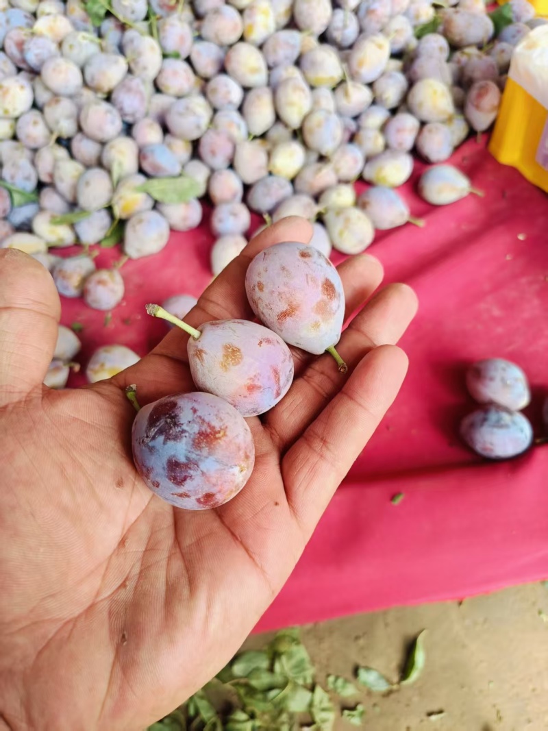 精品西梅大量有货基地直供现摘现发可视频看货量大从优