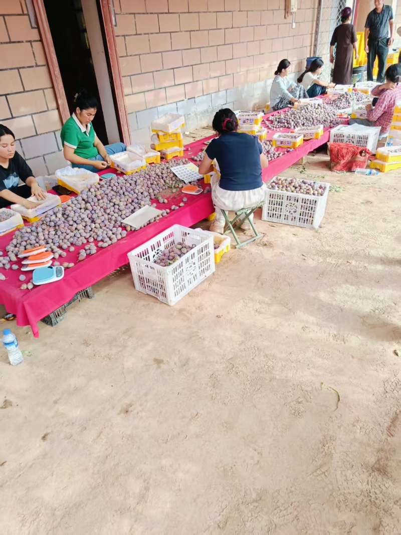 精品西梅大量有货基地直供现摘现发可视频看货量大从优