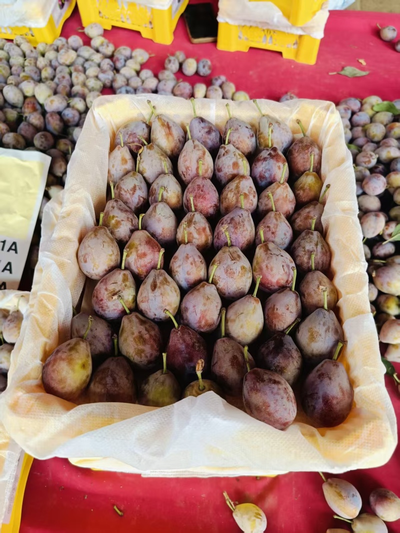 精品西梅大量有货基地直供现摘现发可视频看货量大从优