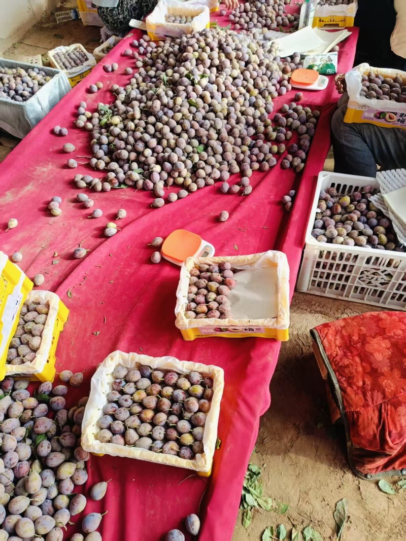 精品西梅大量有货基地直供现摘现发可视频看货量大从优