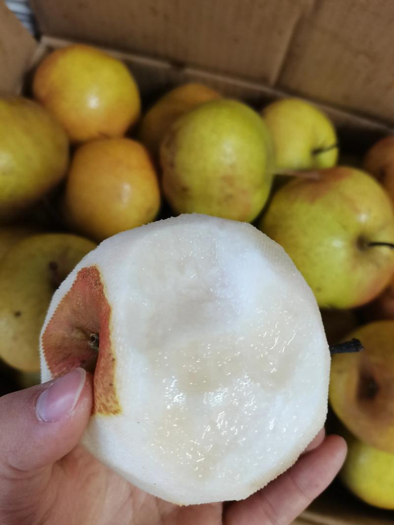 苹果梨&尖把梨/产地现货随到随装/量大从优/可全国发货