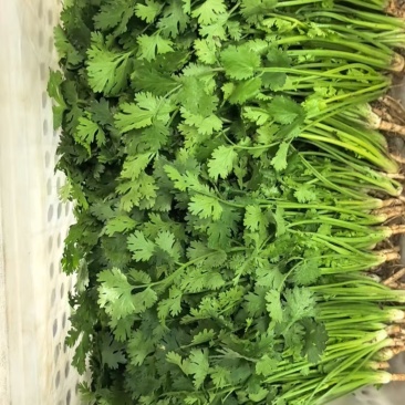 香菜-铁杆青香菜大量上市货源充足产地直销一手货源