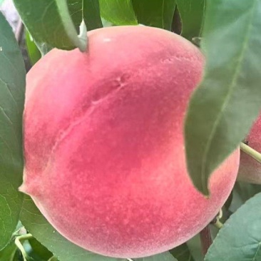 离核秋彤