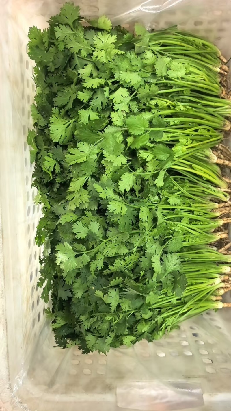 香菜-铁杆青香菜大量上市货源充足产地直销一手货源