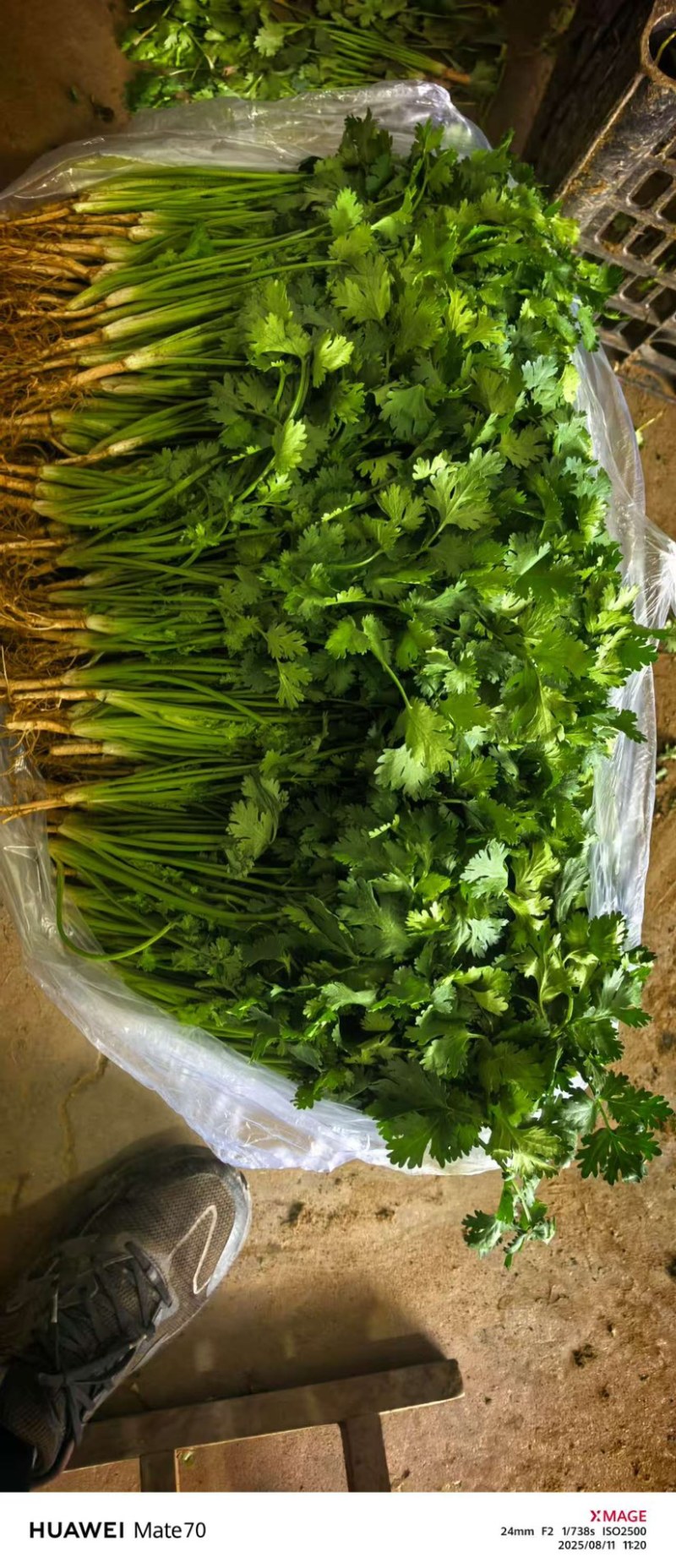 香菜-铁杆青香菜大量上市货源充足产地直销一手货源