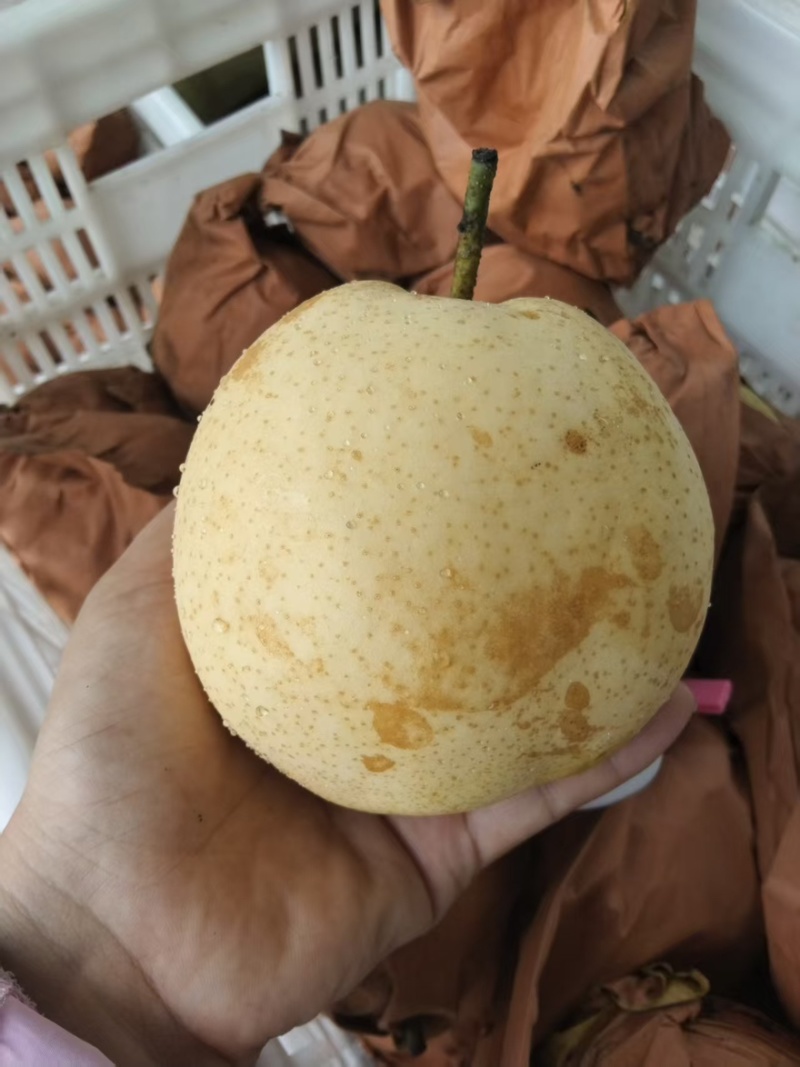 【实力推荐】山东东营皇冠梨大量上市产地直发品质保障可视频