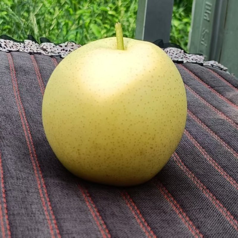 皇冠梨
