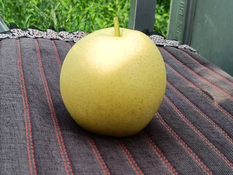 皇冠梨