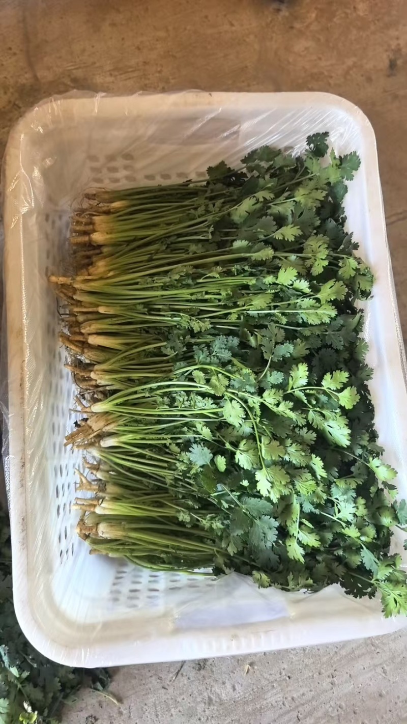 香菜-铁杆青香菜大量有货一手货源保质保量全国通发