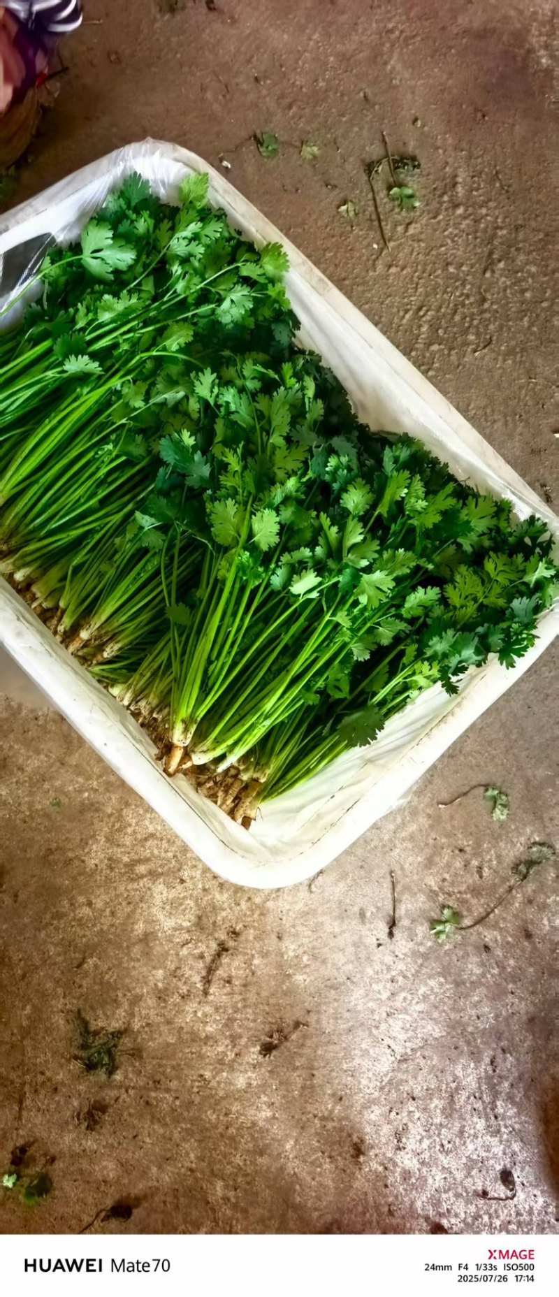 香菜-铁杆青香菜大量有货一手货源保质保量全国通发