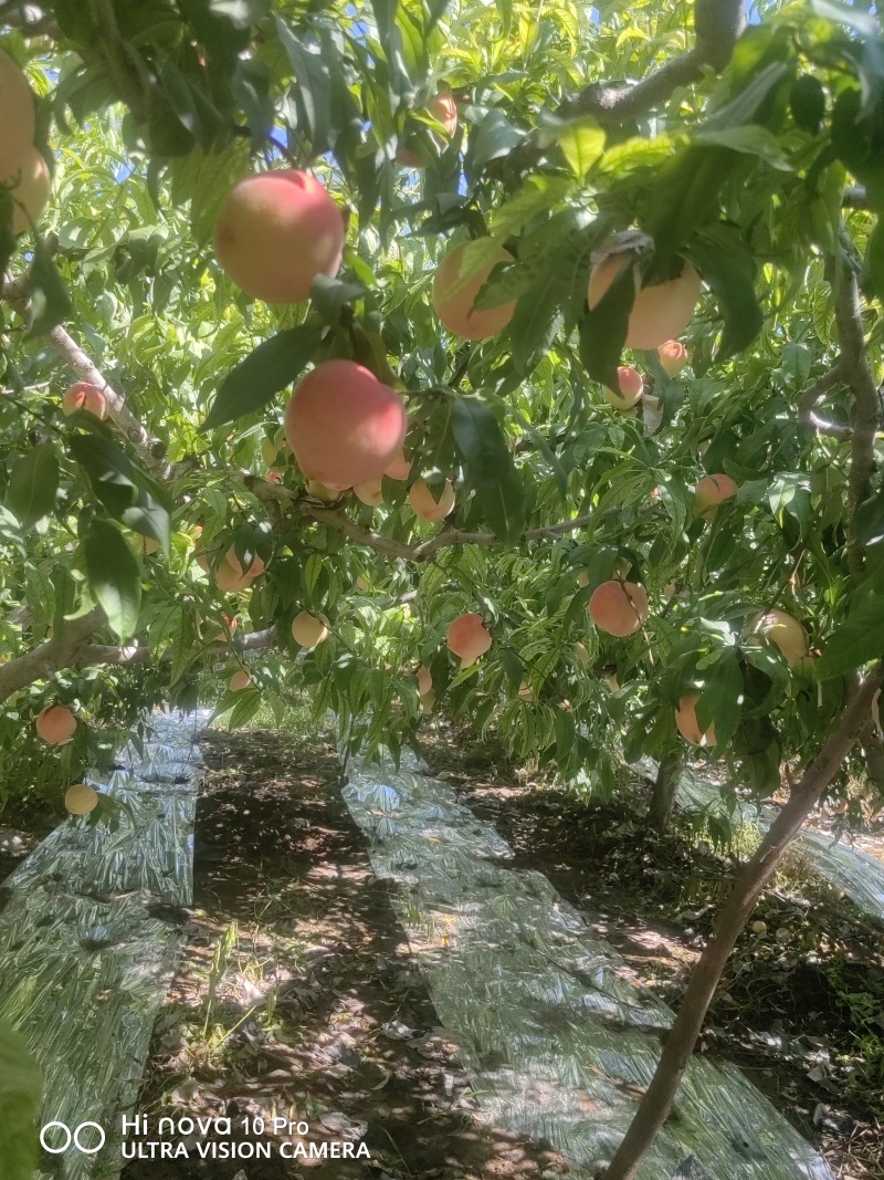 红桃陕西省咸阳市乾县纸袋巨无霸桃大量市中