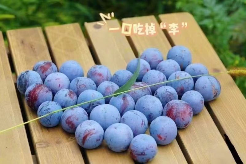 四川达州宣汉李子产地供应青脆李脆红李