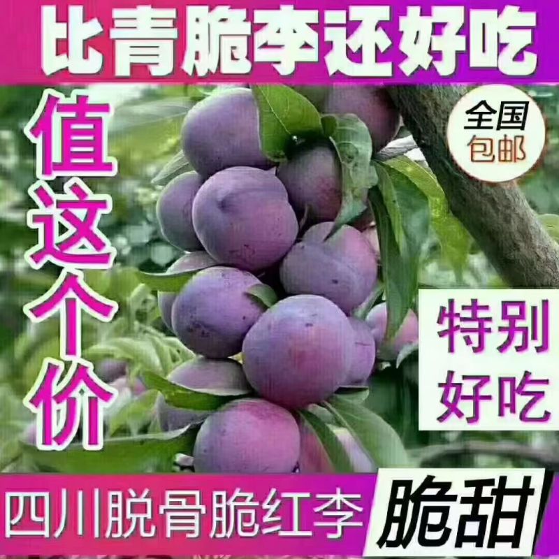 四川达州宣汉李子产地供应青脆李脆红李