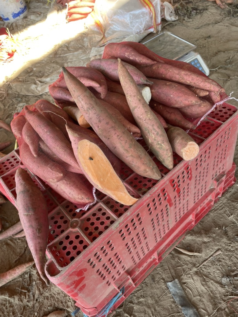 开封沙地西瓜红蜜薯产地直发欢迎联系大吨位供应