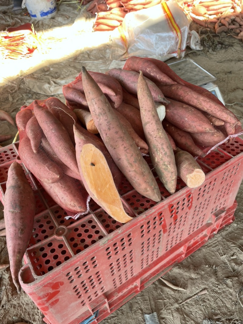开封沙地西瓜红蜜薯产地直发欢迎联系大吨位供应