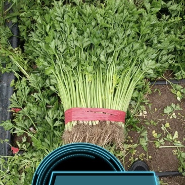吉林省芹菜厂区需要的老板来电话