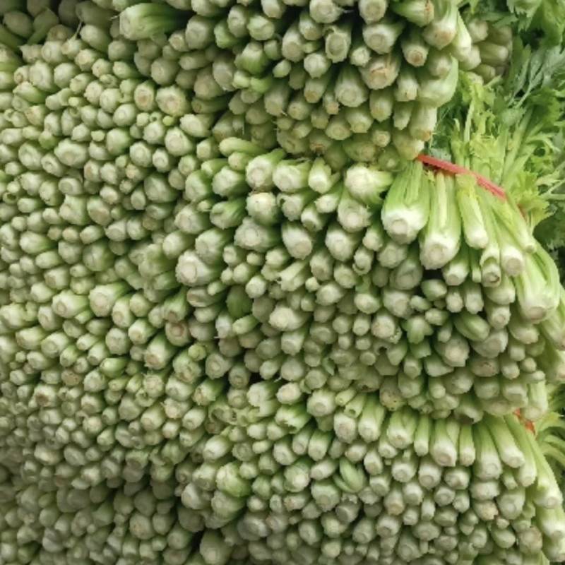 芹菜产区有需要的联系我