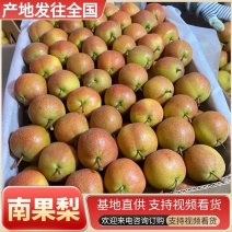 南果梨&辽宁南果梨/产地常年大量供应/现摘现发/全国发货