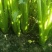 出售芹菜