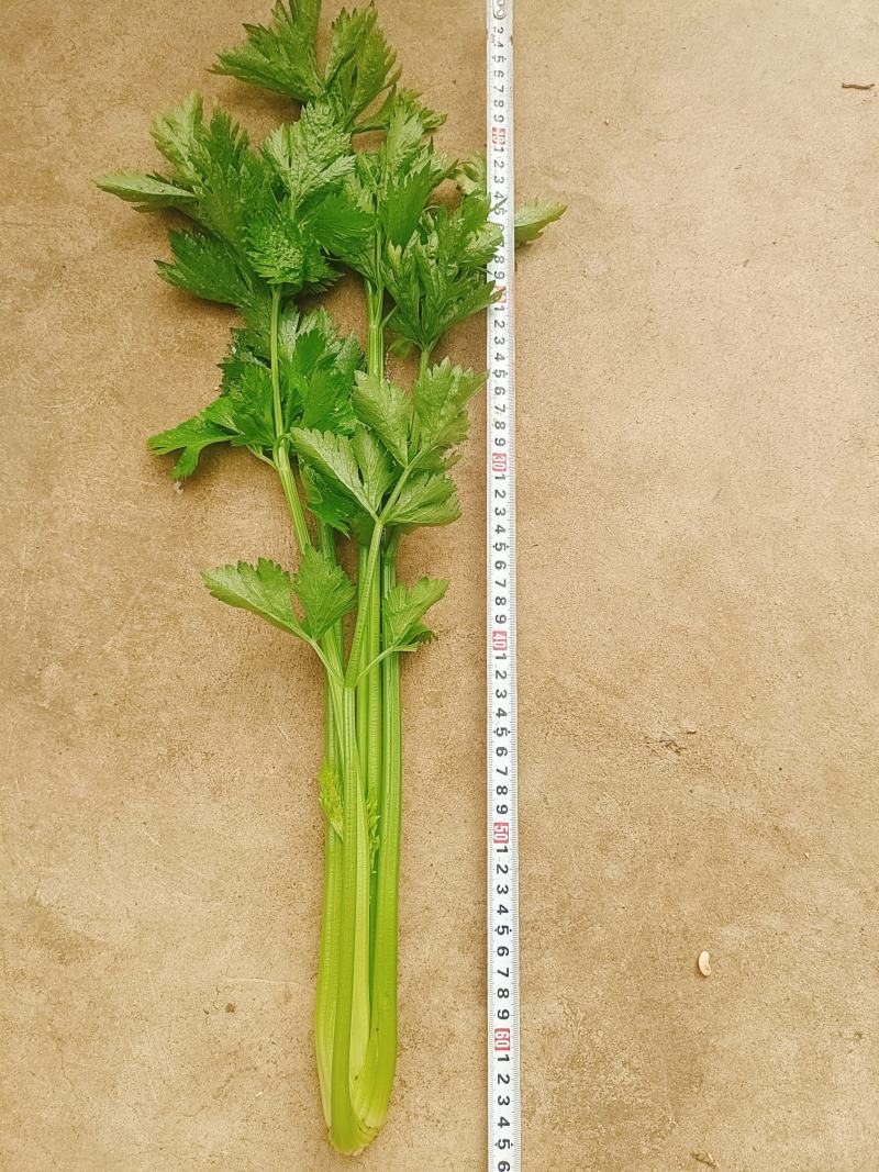 出售芹菜