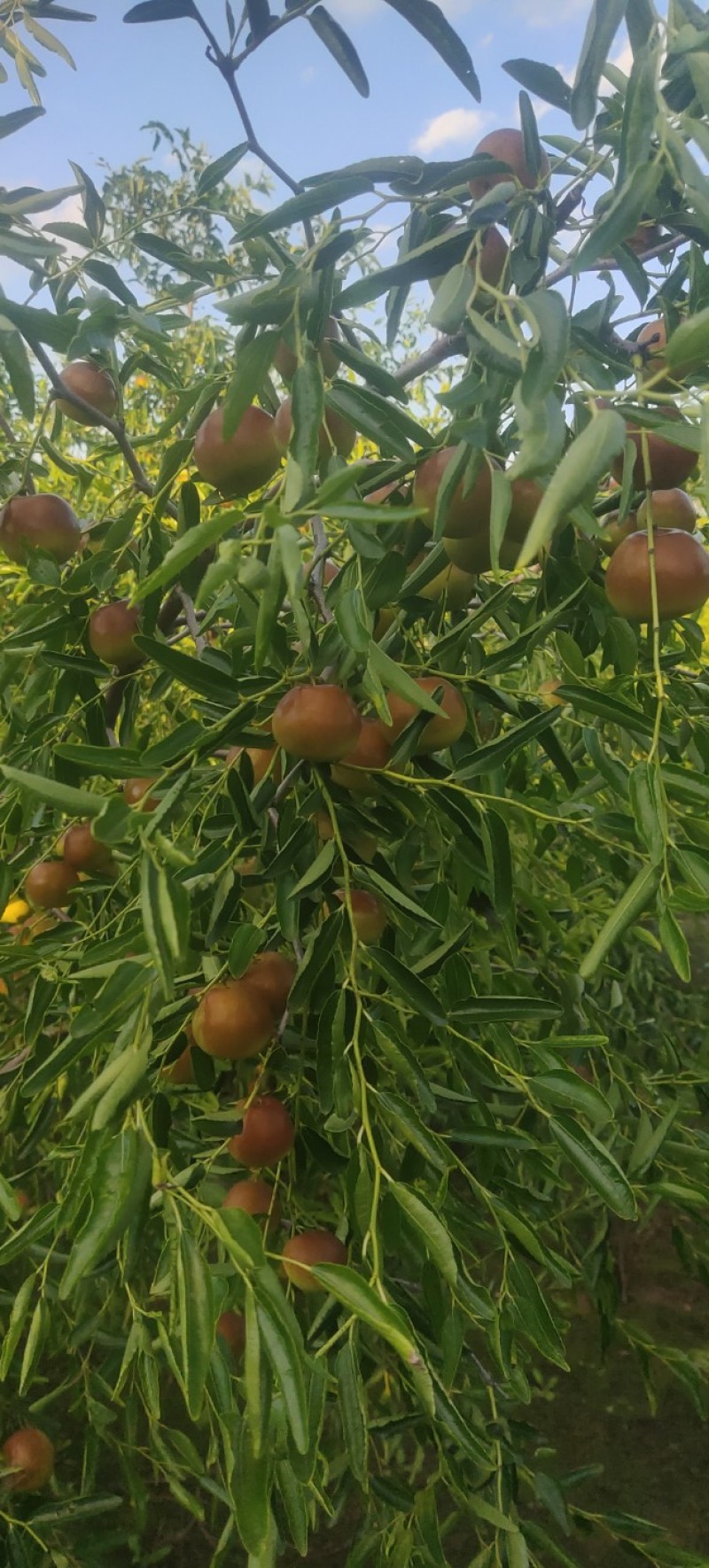 河北冬枣大棚货已成熟，口感脆甜多汁爽口