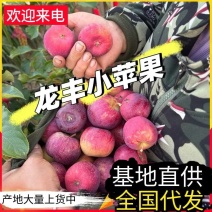 《龙丰果》产地现摘/全国发货/自有仓库场地/欢迎来电洽谈