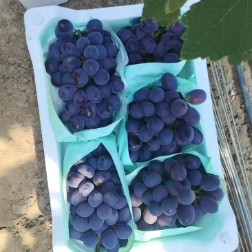 辽峰葡萄大量上市货源充足保质保量全国通发一手货源