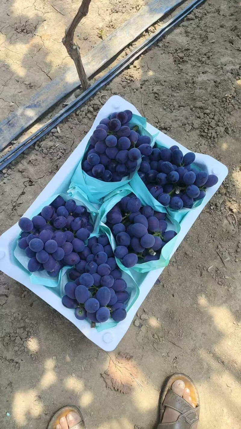 辽峰葡萄大量上市货源充足保质保量全国通发一手货源